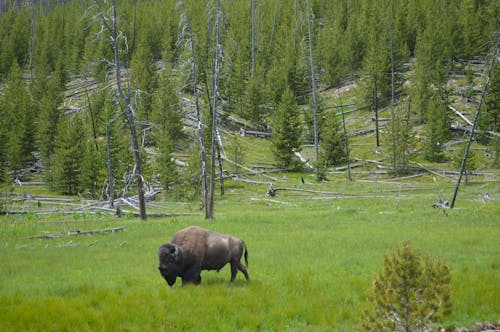 Wild Risk The Repricing of Wildfire Risk – Environment Next